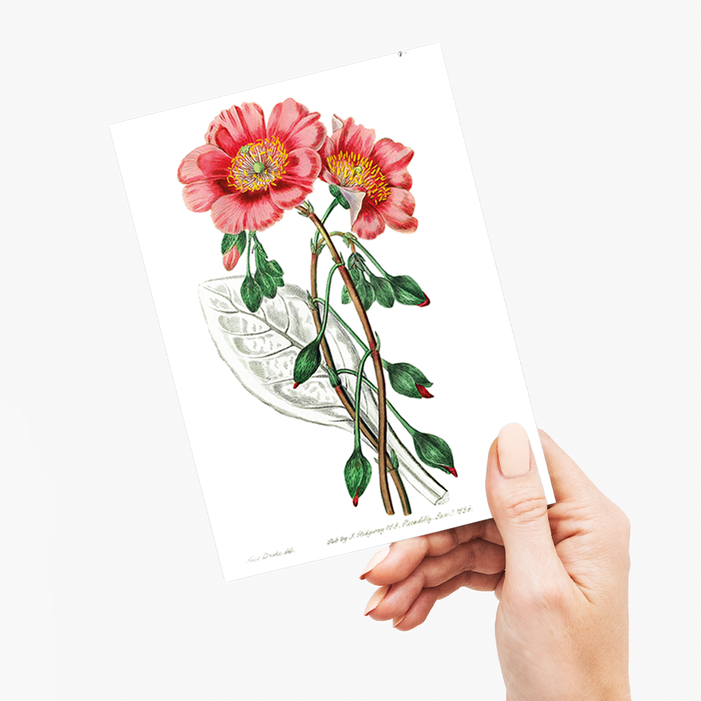 Discolored calandrinia - Wenskaart