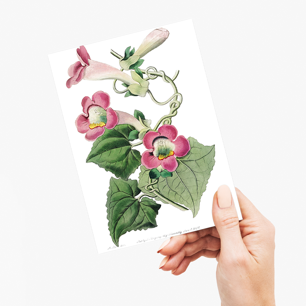 Blushing lophospermum - Wenskaart