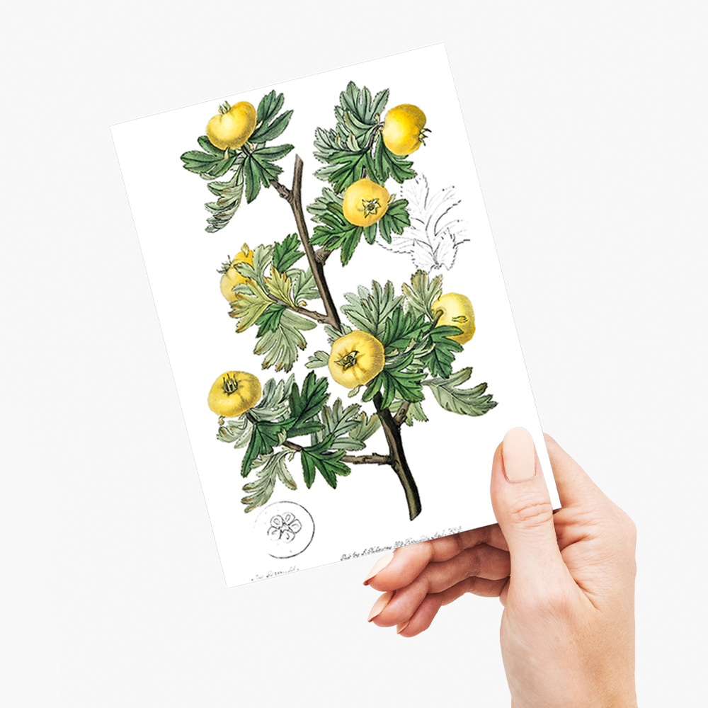 Tansy-leaved hawthorn - Wenskaart