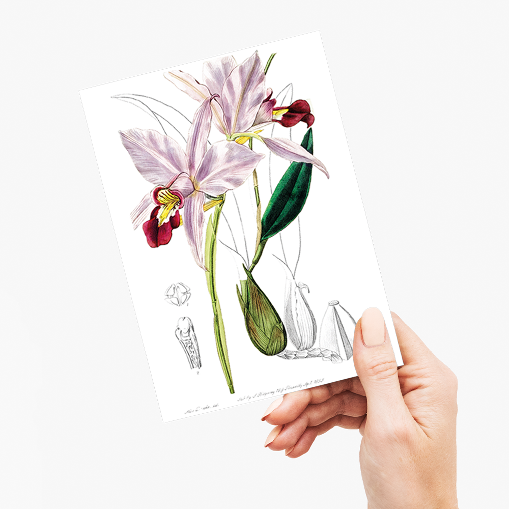 Bordered dwarf cattleya - Wenskaart