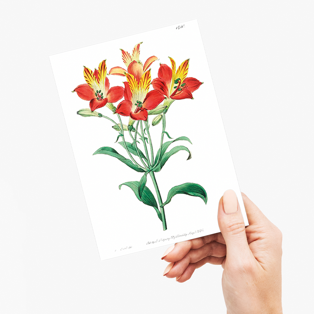 red speckled-flowered Alstromeria - Wenskaart