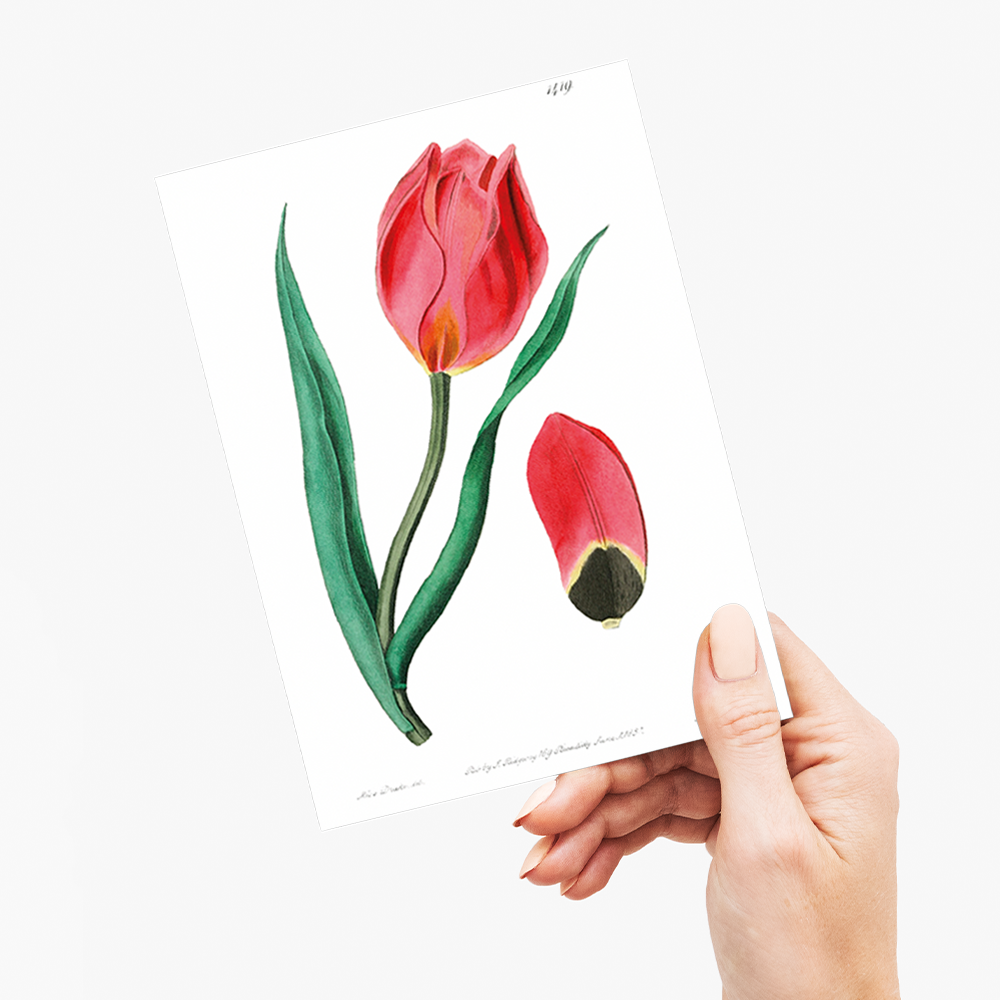 The Early Sun's Eye Tulip - Wenskaart