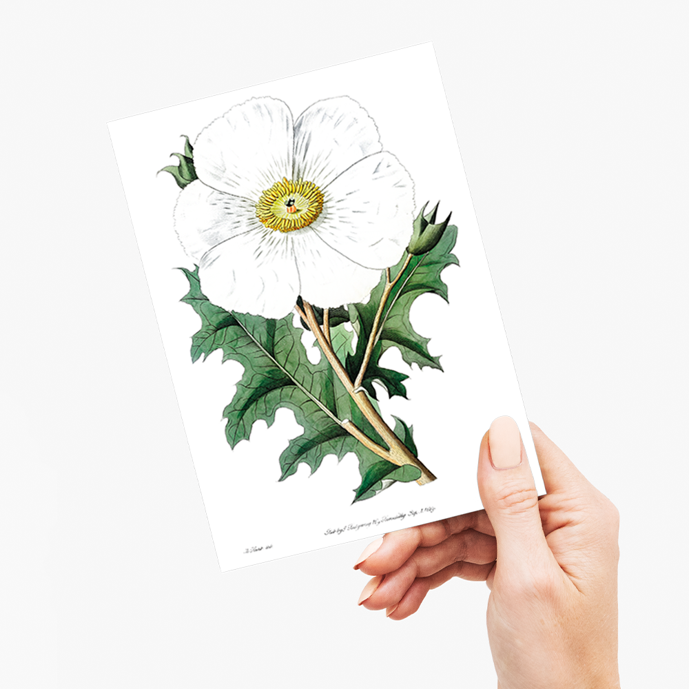 Large-flowered Mexican poppy - Wenskaart