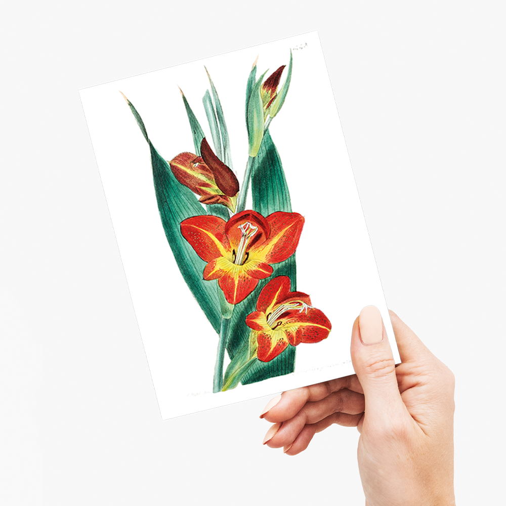 The parrot gladiole - Wenskaart