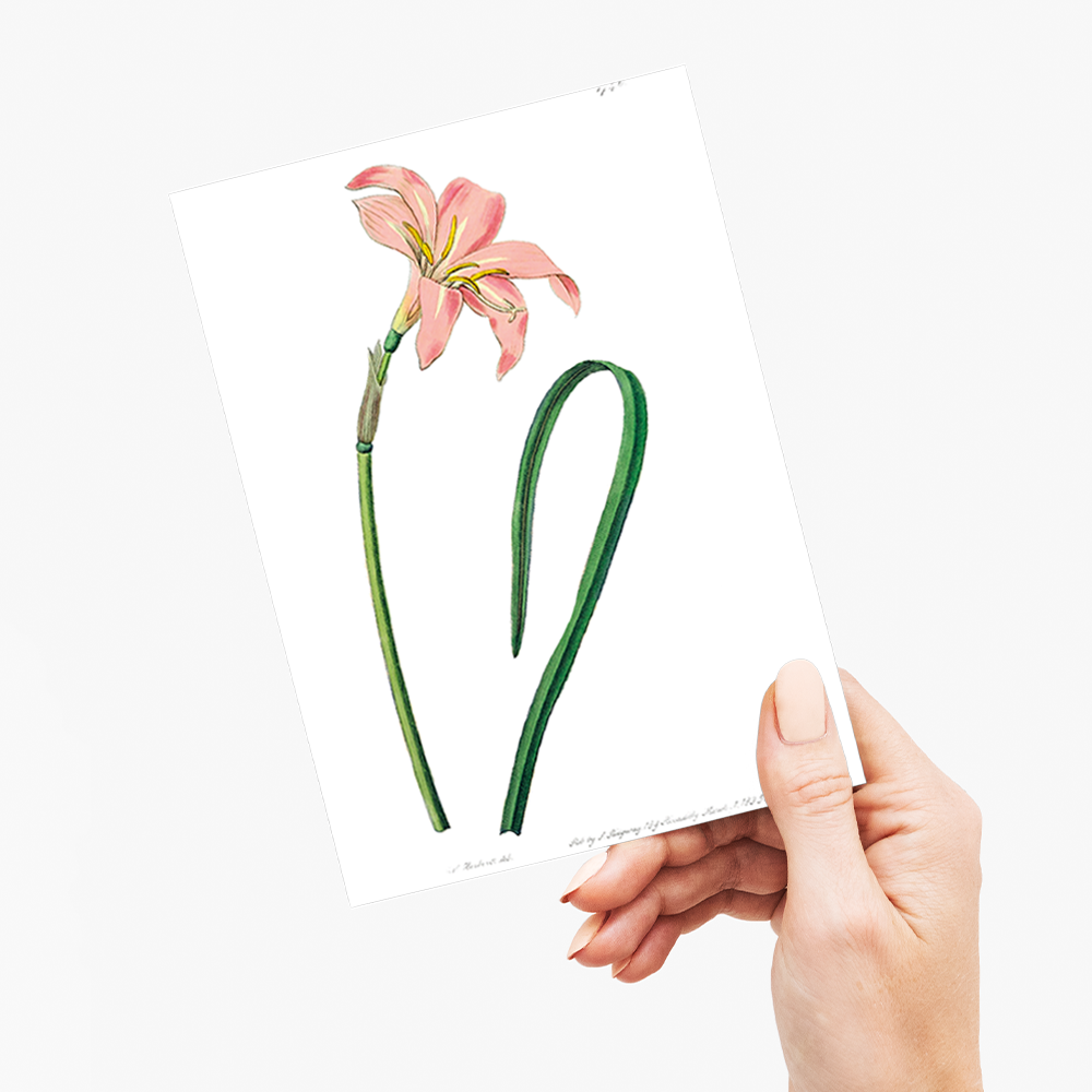 Spofforth Zephyranthes - Wenskaart