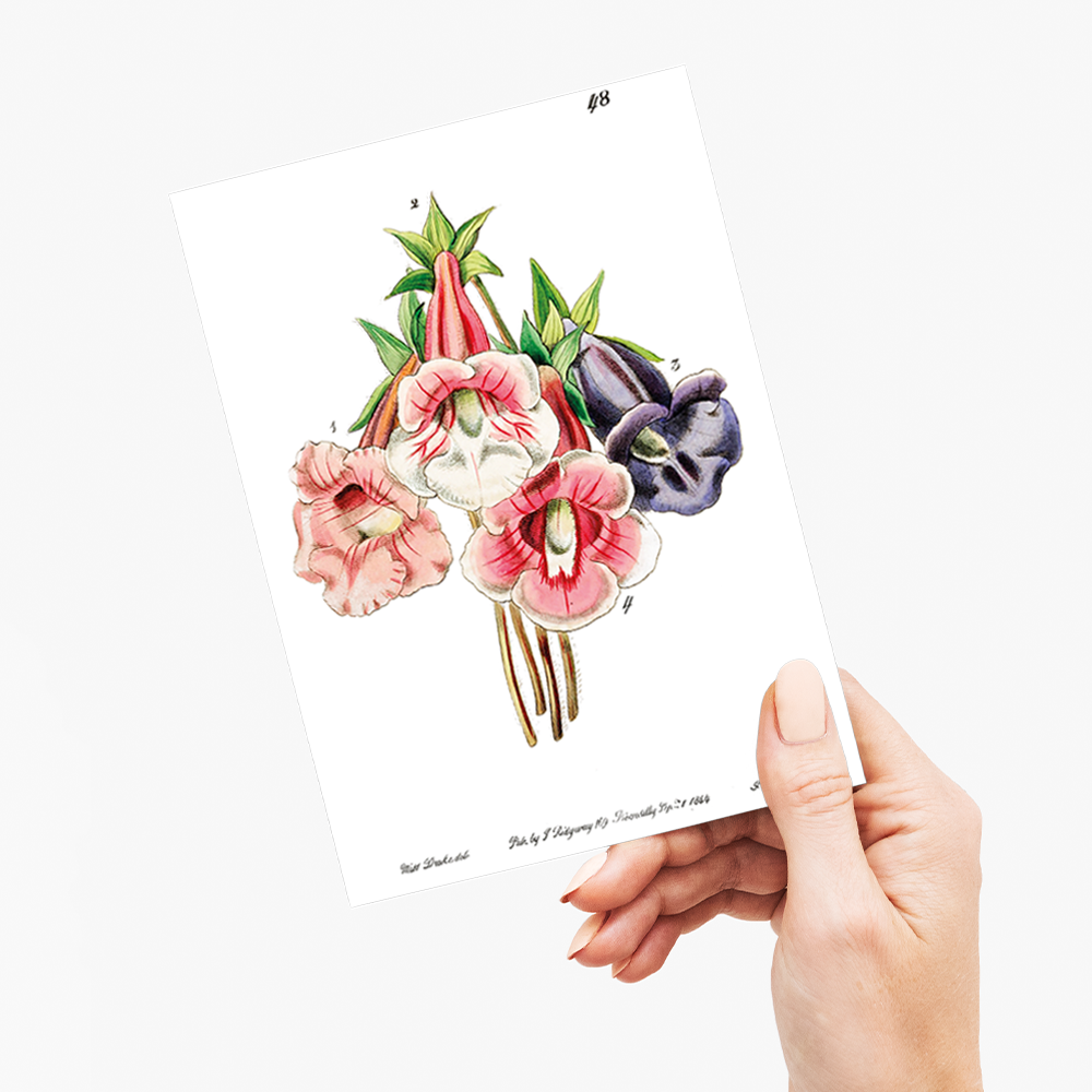 Gloxinia flower varieties - Wenskaart