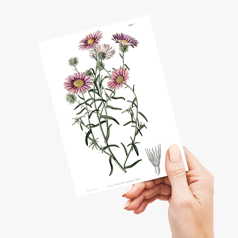 Hoary diplopappus - Wenskaart