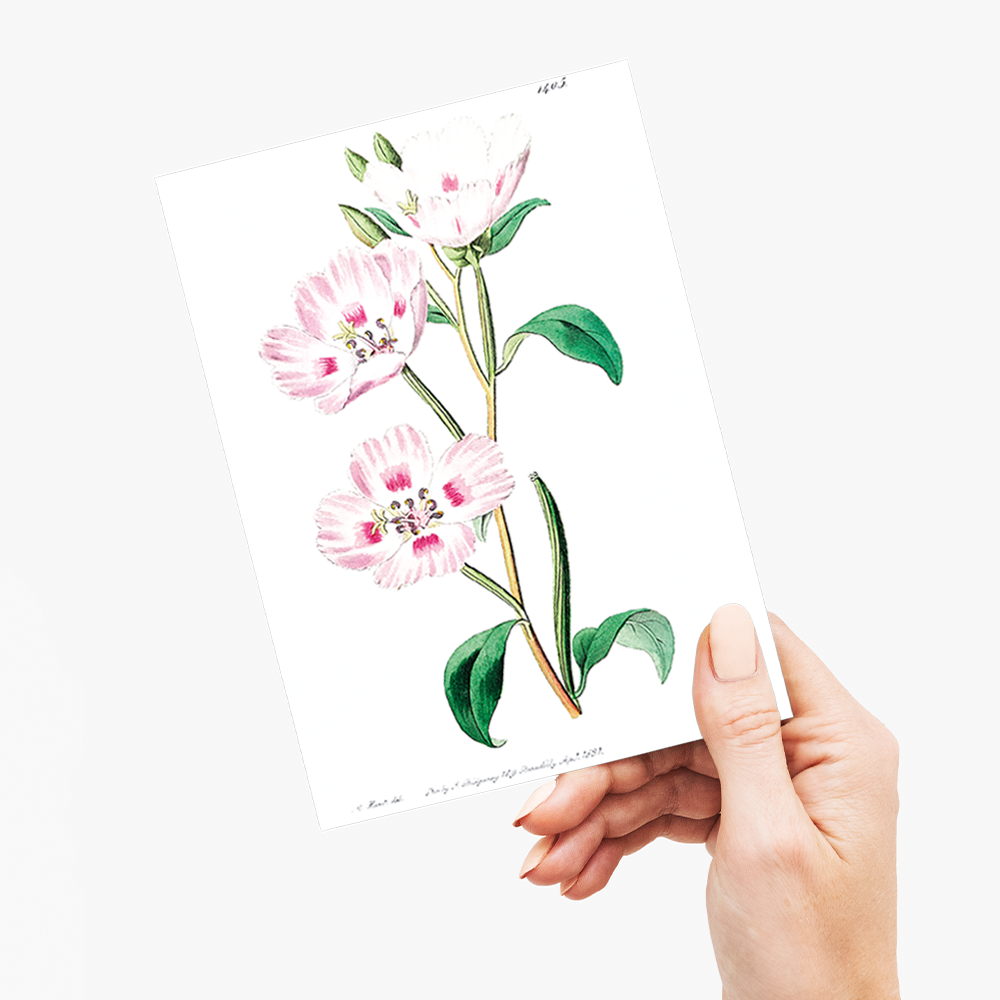 The spotted blush - Wenskaart
