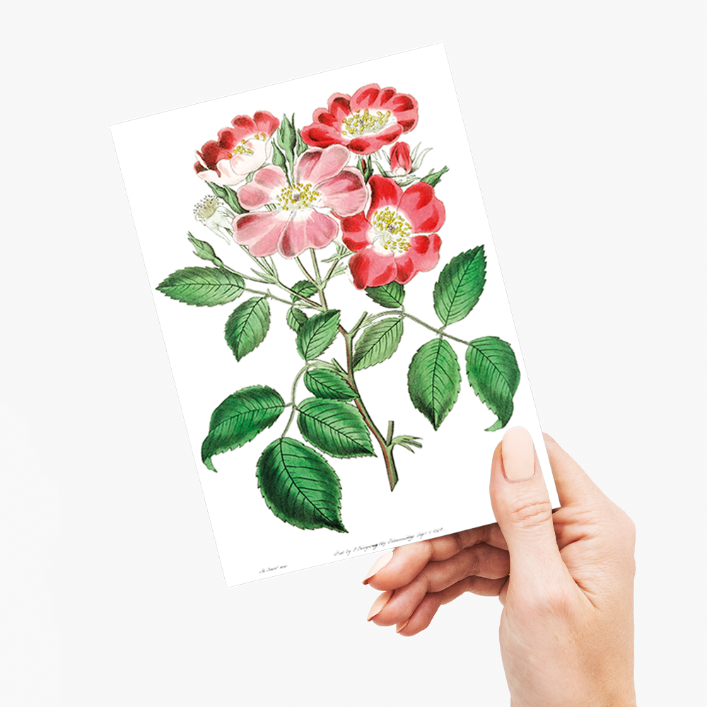 Rose clare - Wenskaart