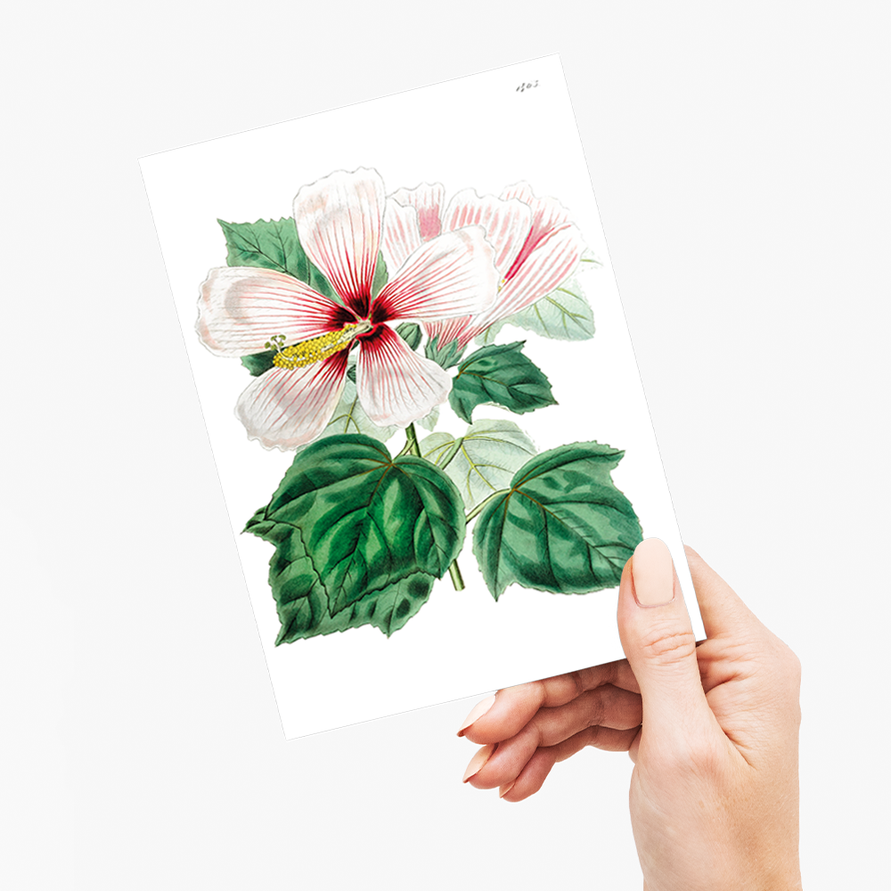 Marsh hibiscus - Wenskaart
