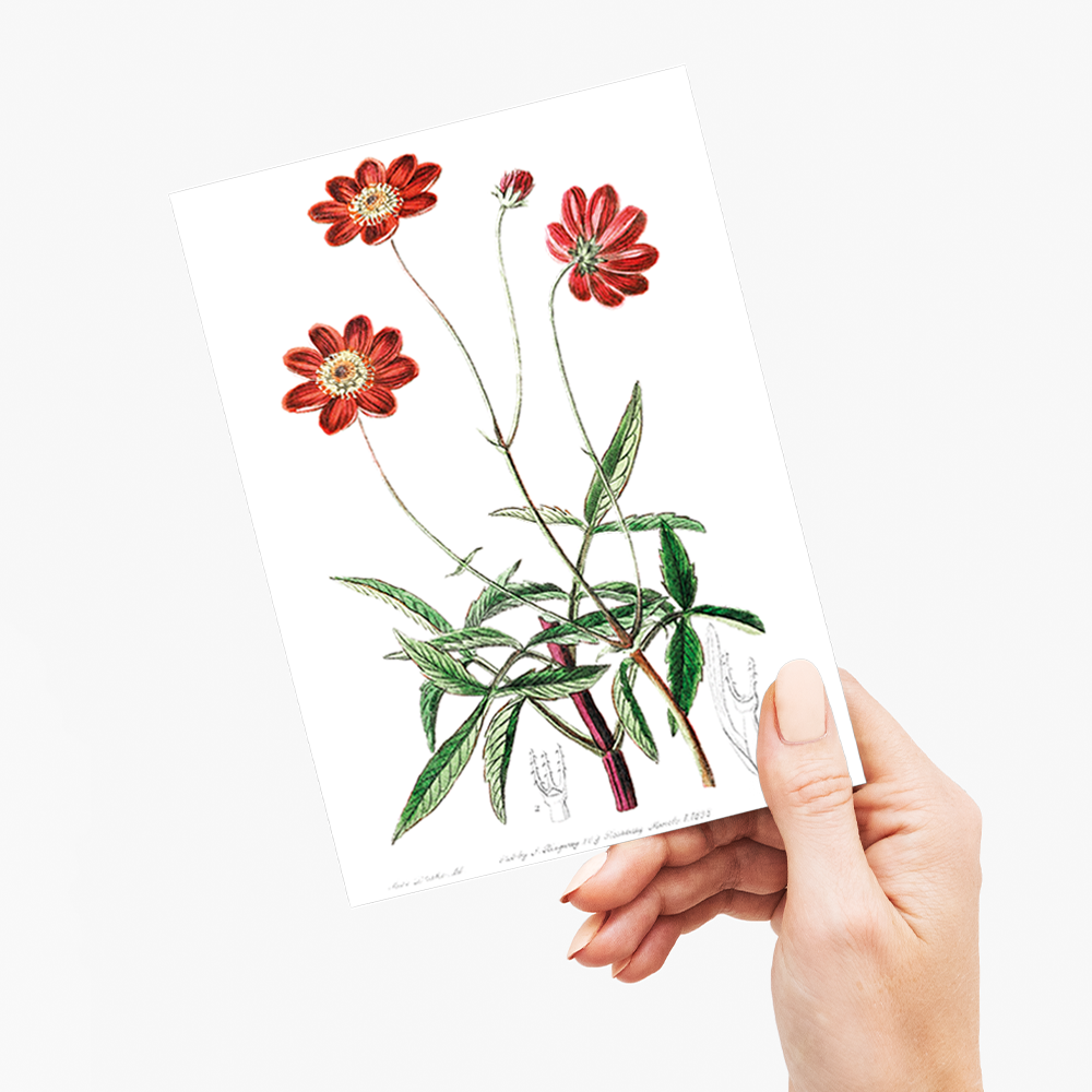 Scabious-like cosmos - Wenskaart