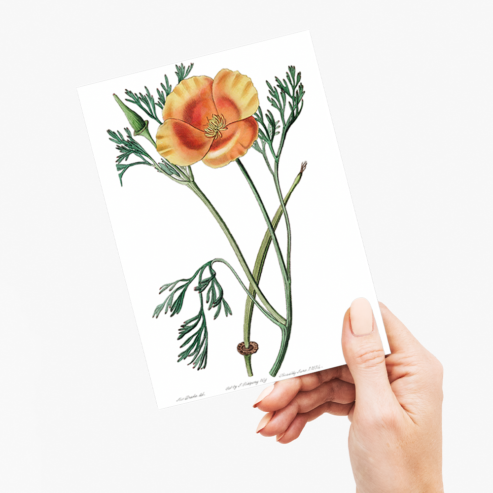 Saffron colored eschscholzia - Wenskaart
