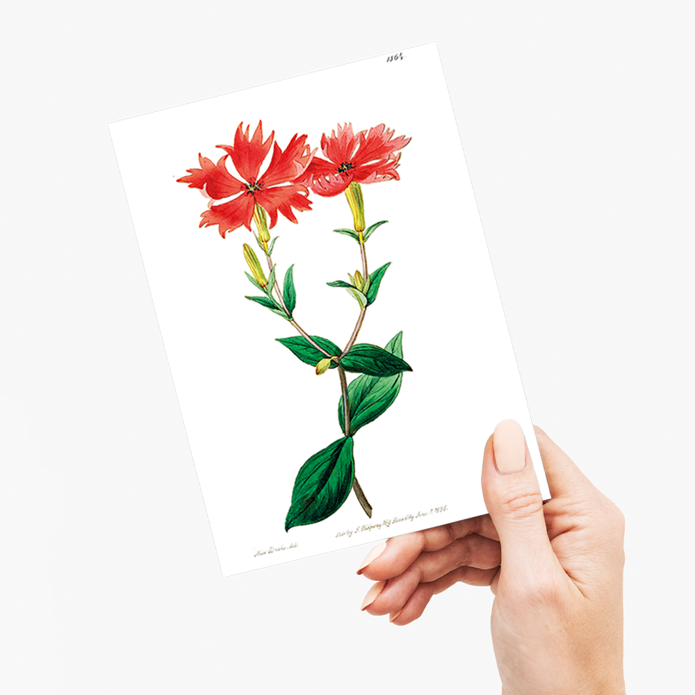 Bunge's lychnis flowers - Wenskaart