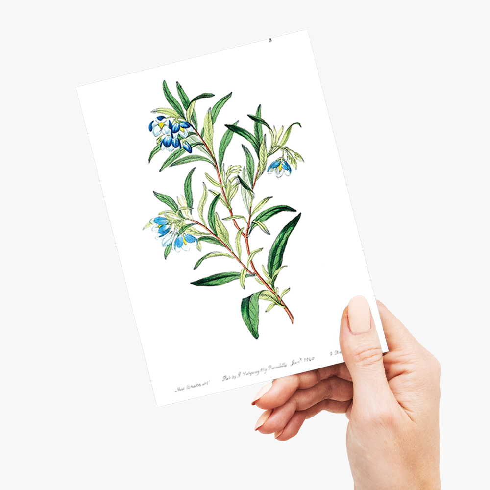 Narrow leaved sollya - Wenskaart