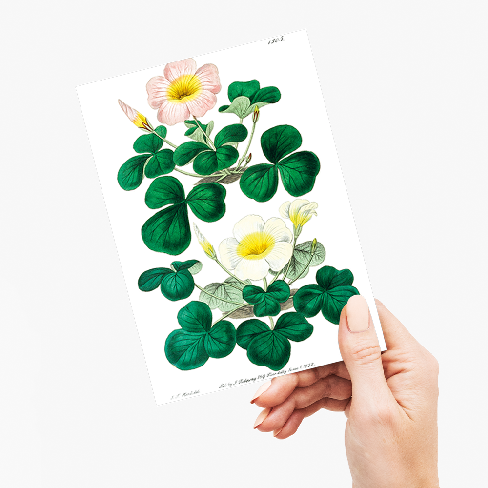 Variable oxalis - Wenskaart