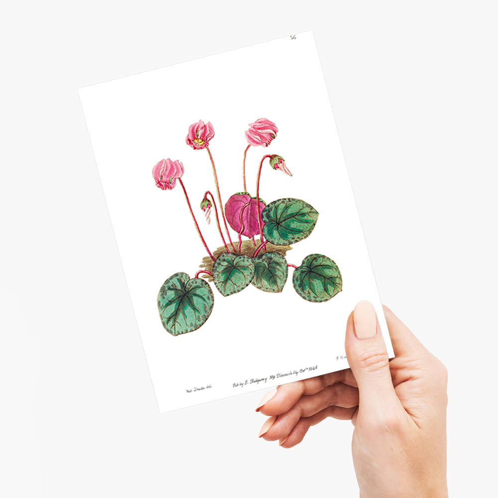Shore cyclamen - Wenskaart