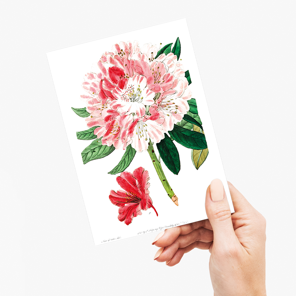 The lovely rhododendron - Wenskaart