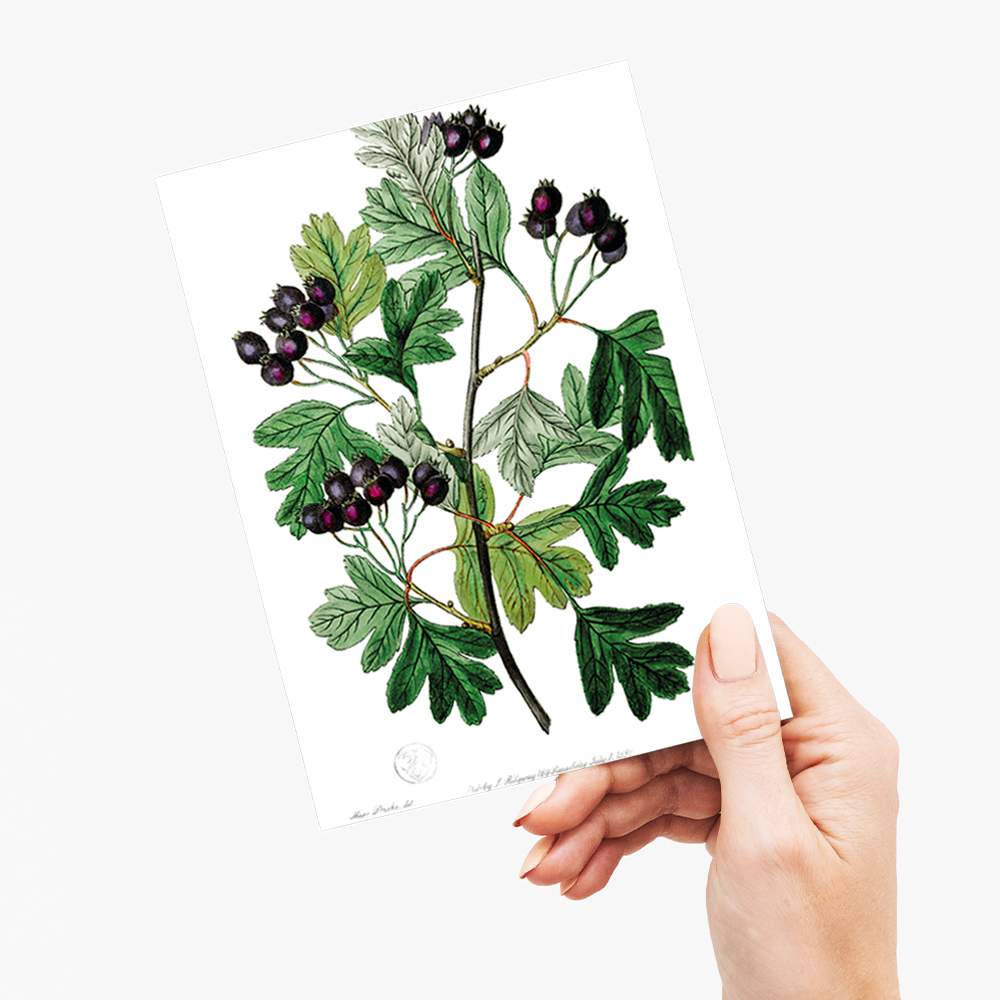 Broad-leaved thorn - Wenskaart