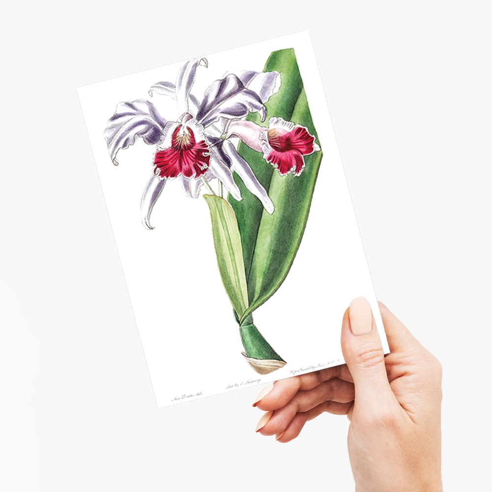 Crimson-lipped cattleya - Wenskaart