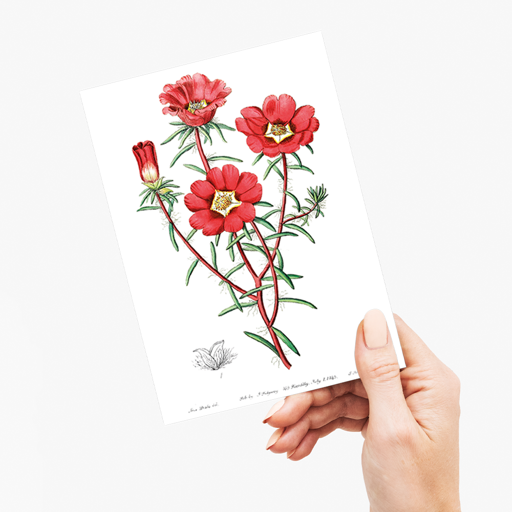 Portulaca splendens - Wenskaart