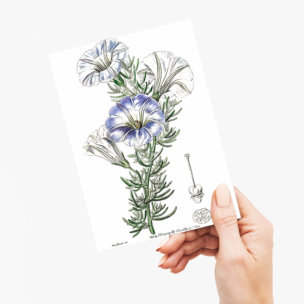 Sky blue alona - Wenskaart