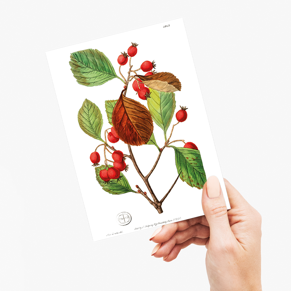 Plum leaved thorn - Wenskaart
