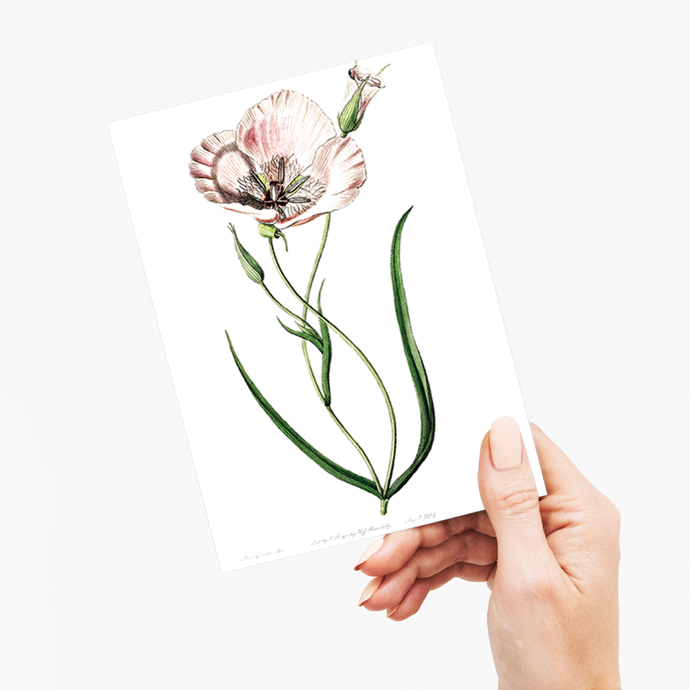 atiny calochortus - Wenskaart