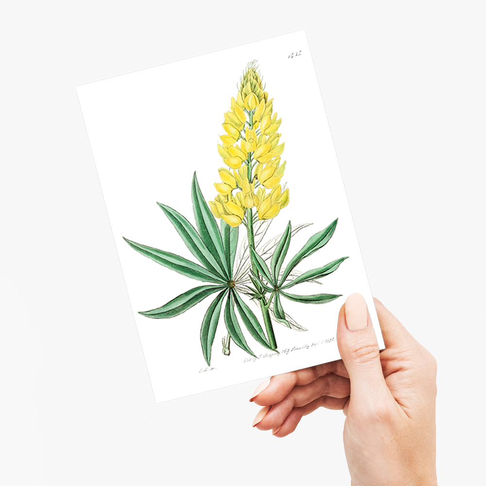 Yellow perennial lupine - Wenskaart