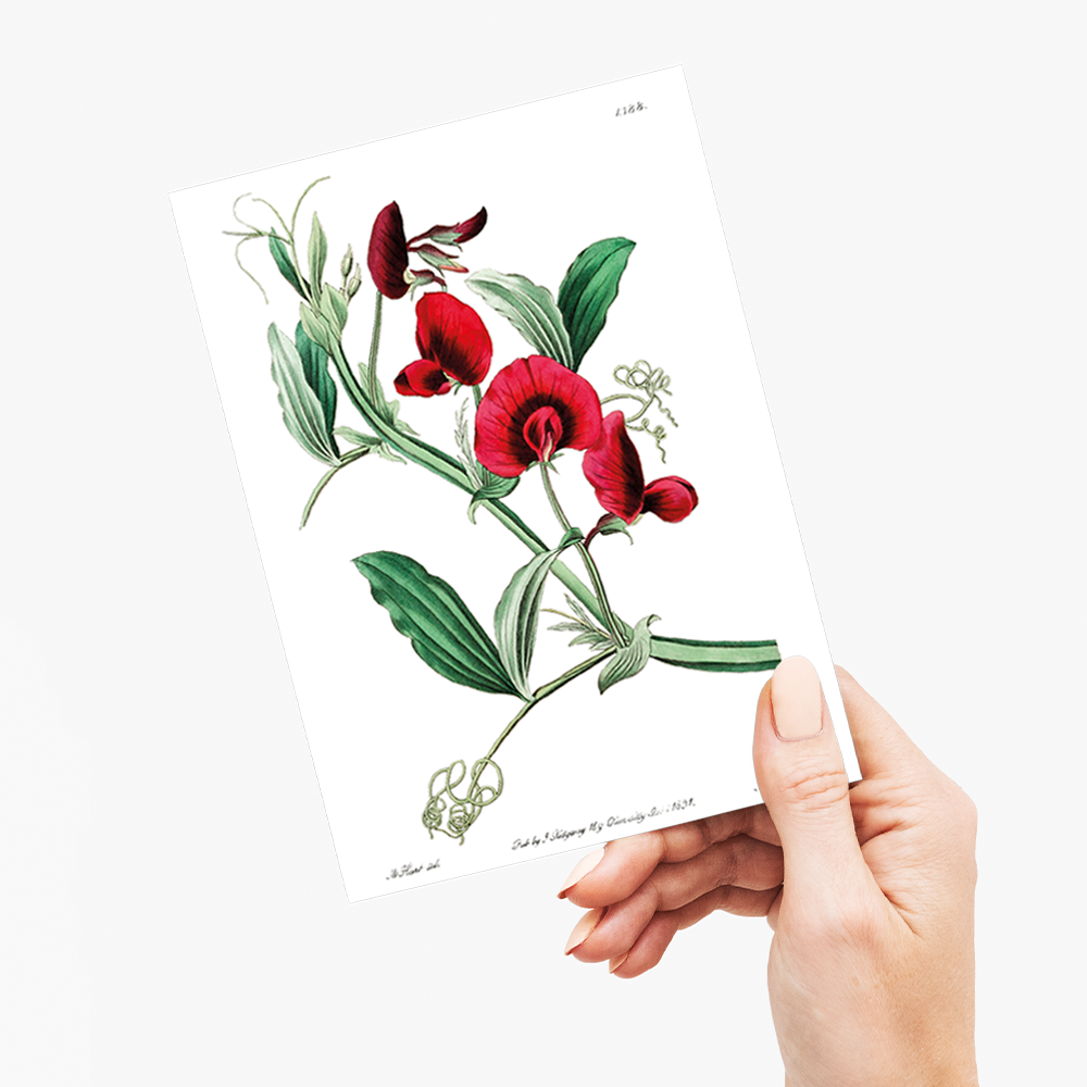 The tangier pea - Wenskaart
