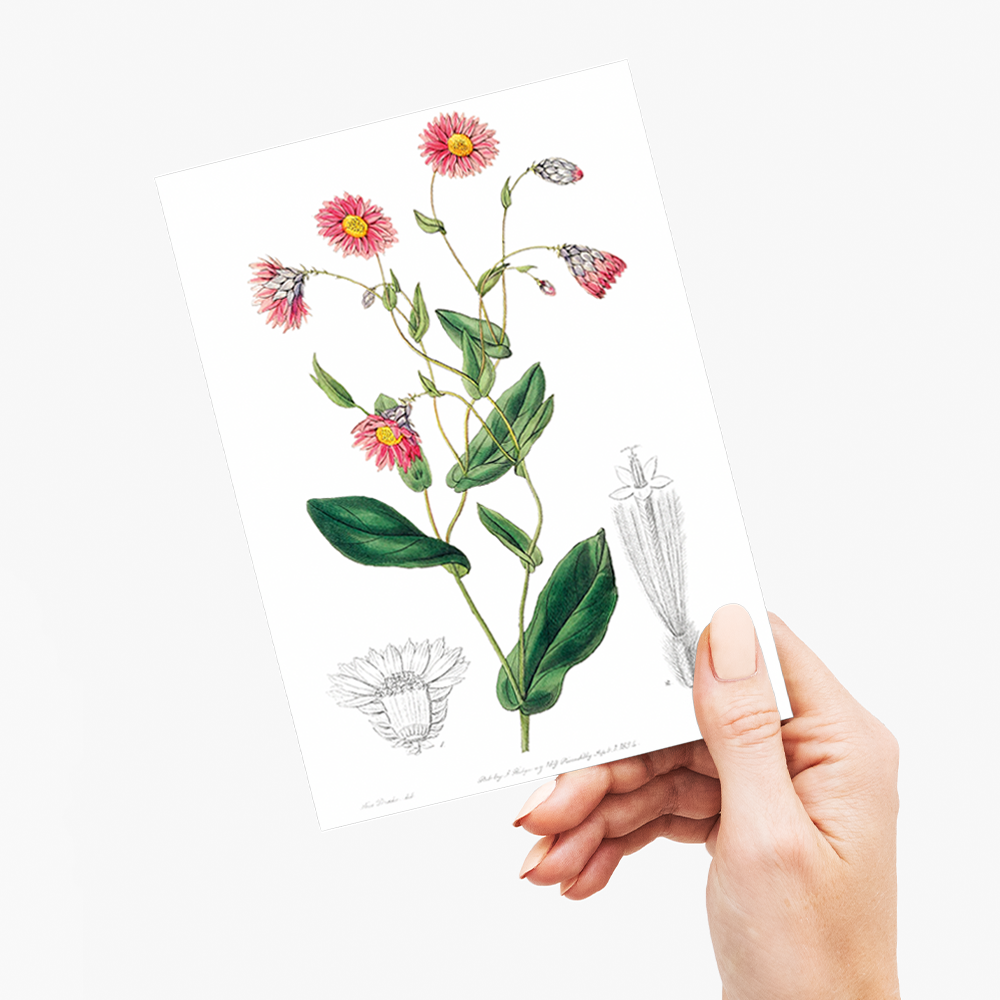 Captain Mangle's rhodanthe - Wenskaart