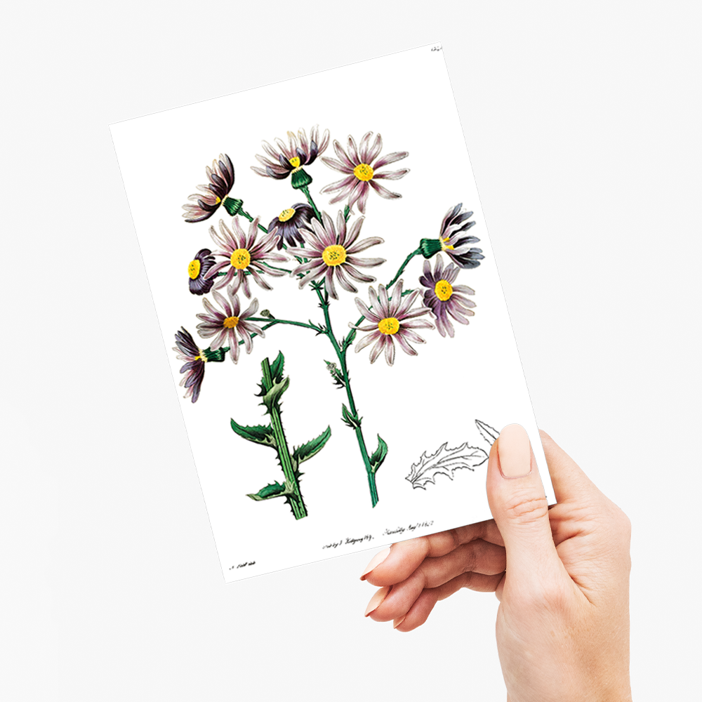 Lilac senecio - Wenskaart