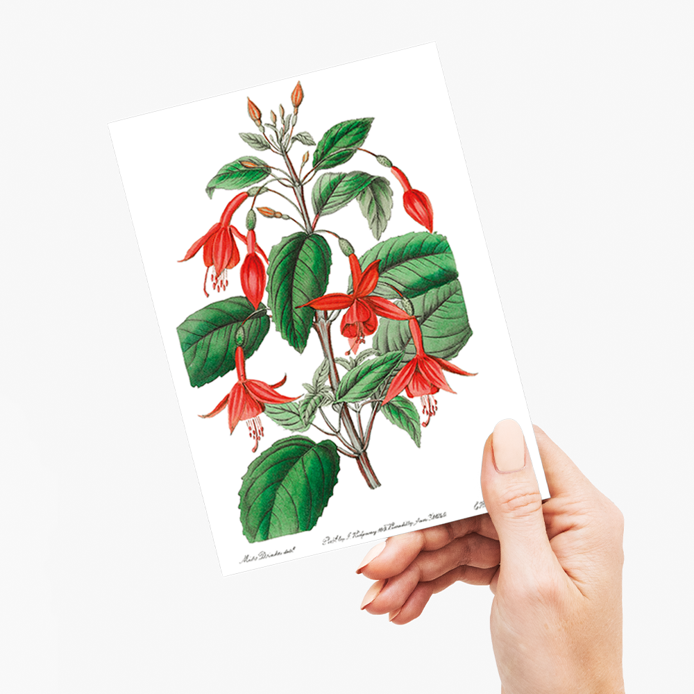 Standish's fuchsia - Wenskaart