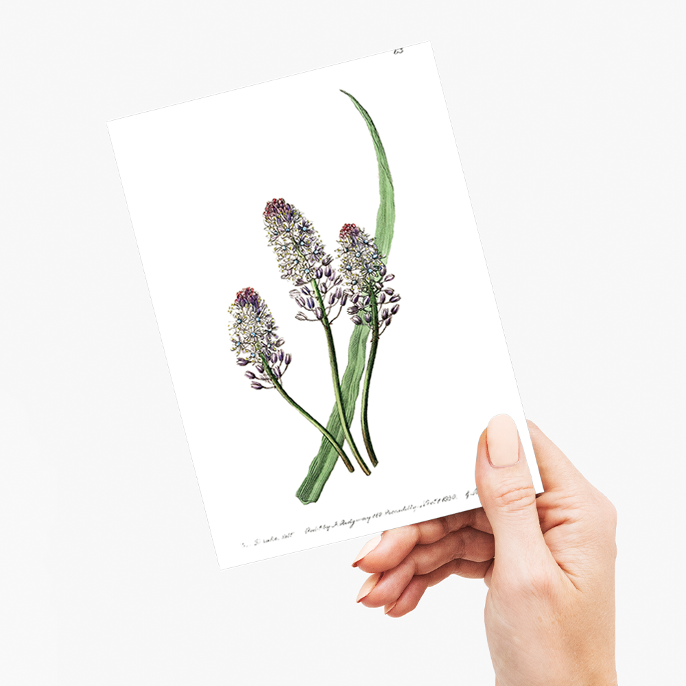 Meadow squill - Wenskaart