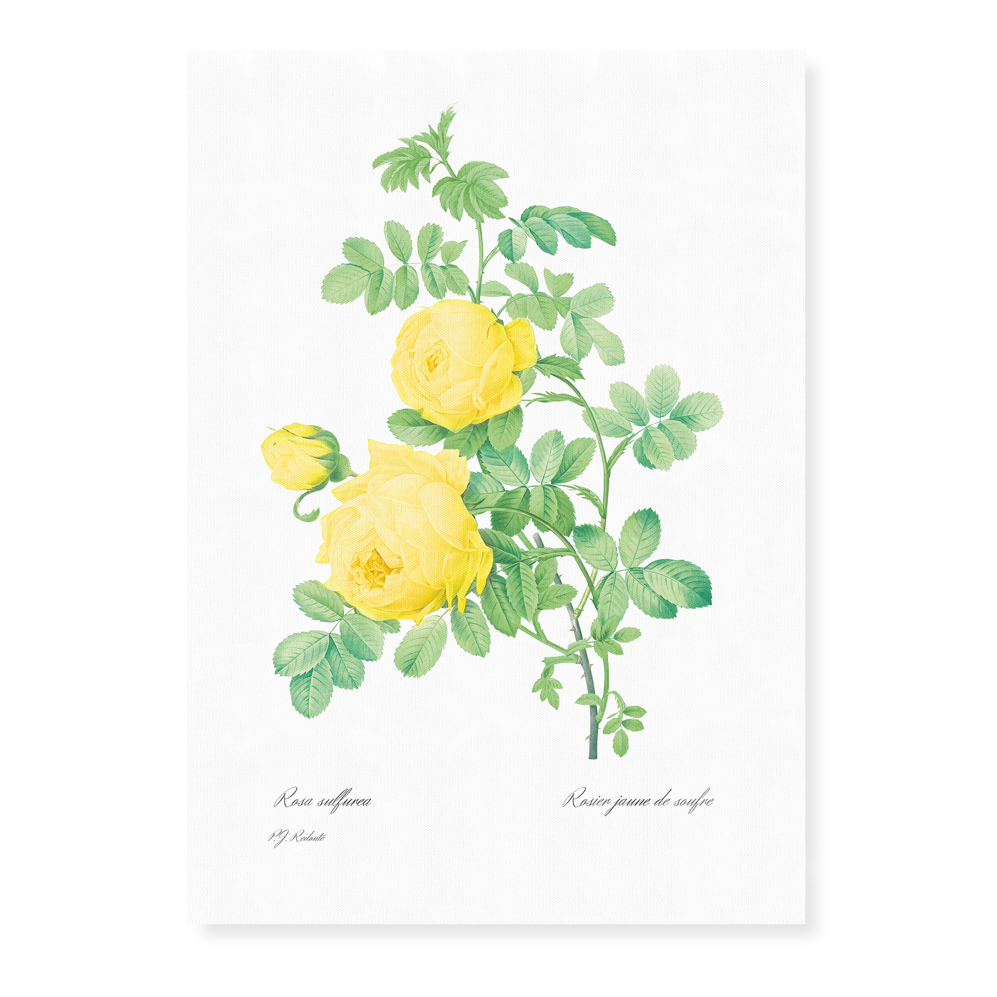 Vintage Flowers (Roses) - Art Prints