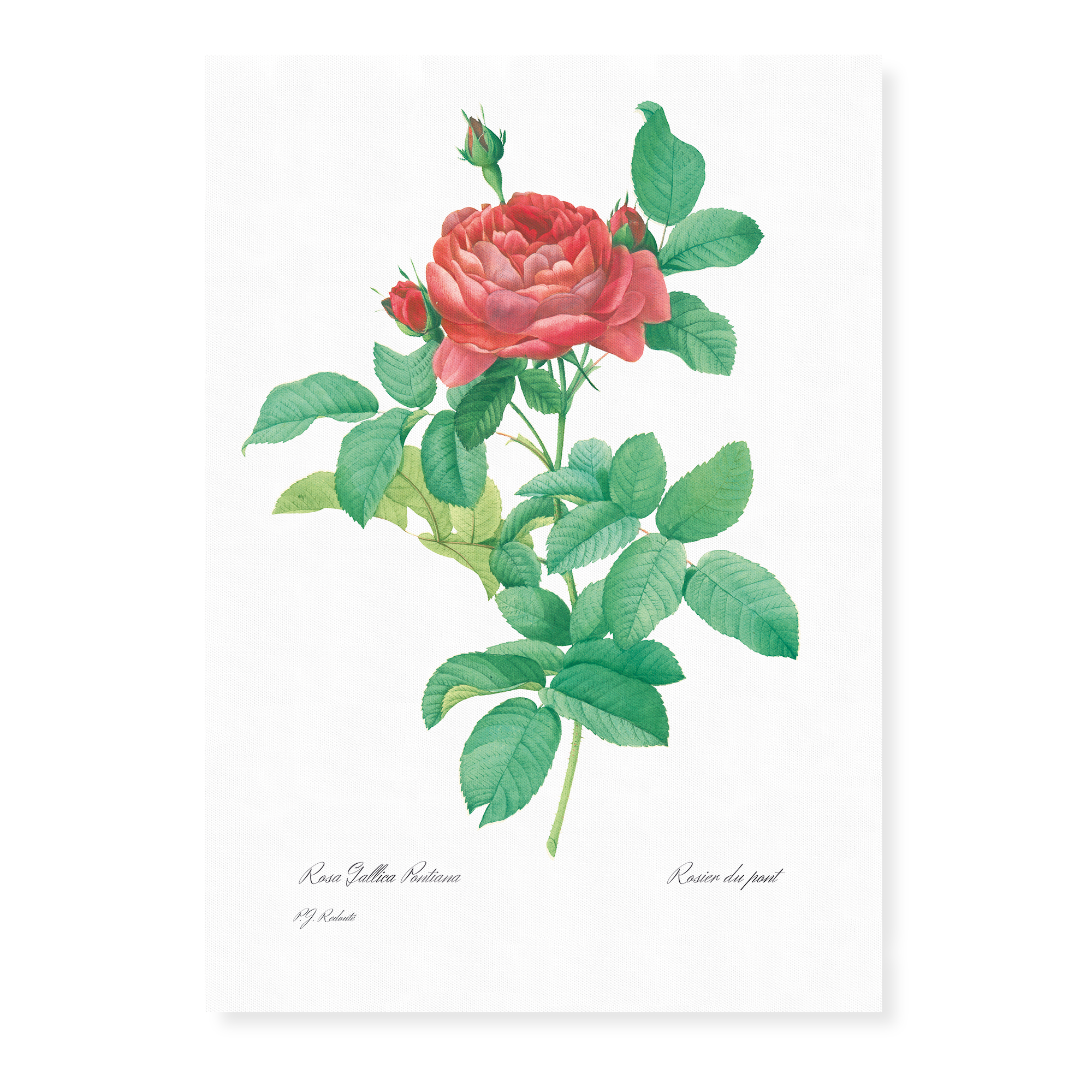 Vintage Flowers Art-Prints