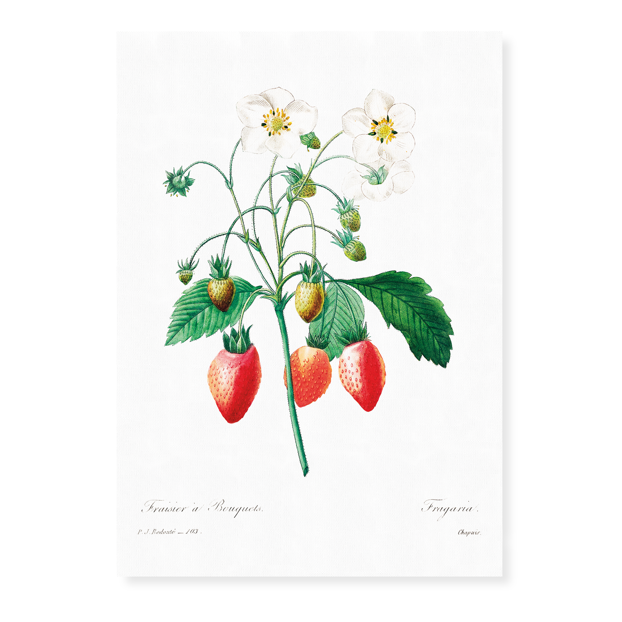 Vintage Flowers (Fruit) - Art Prints