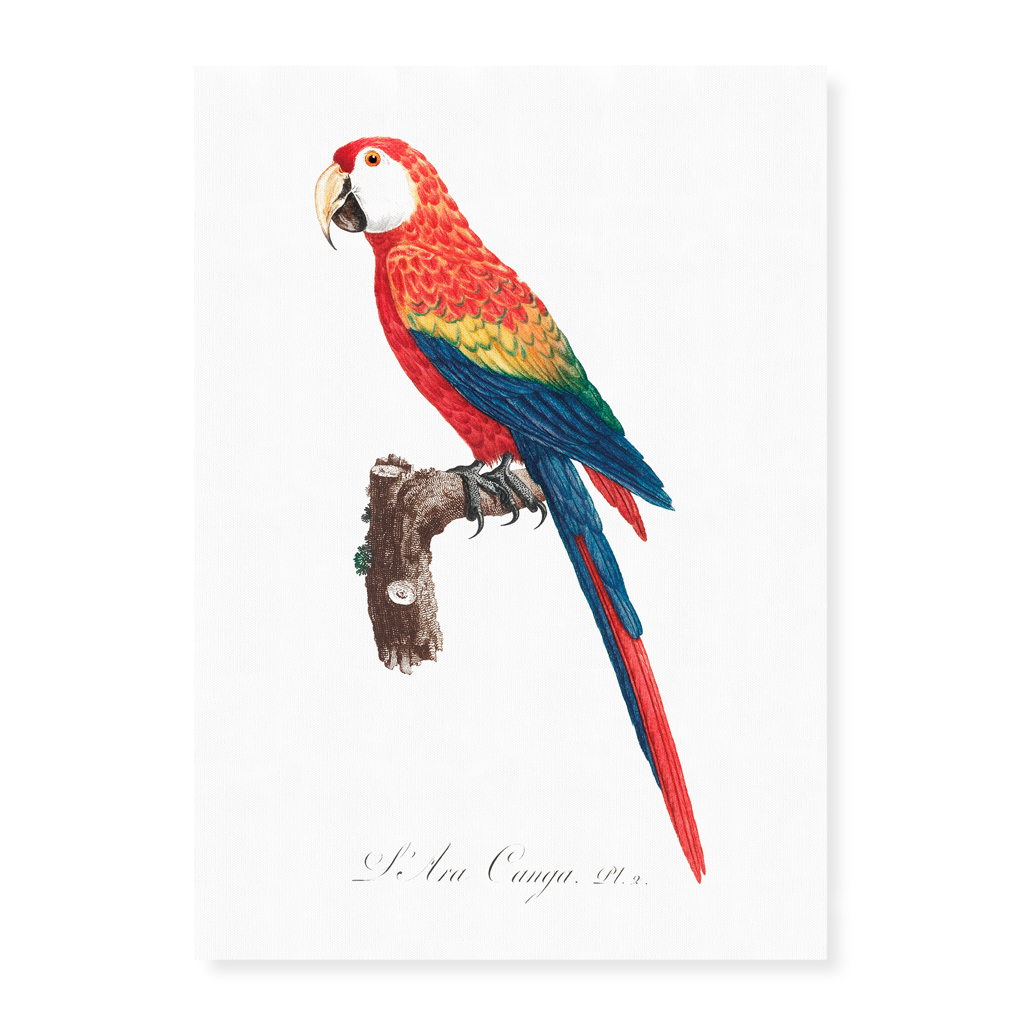 Birds Art-prints