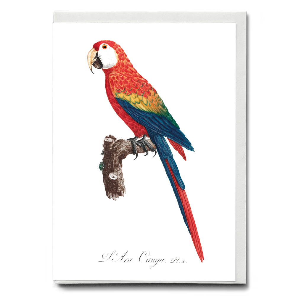 Birds Greeting Cards