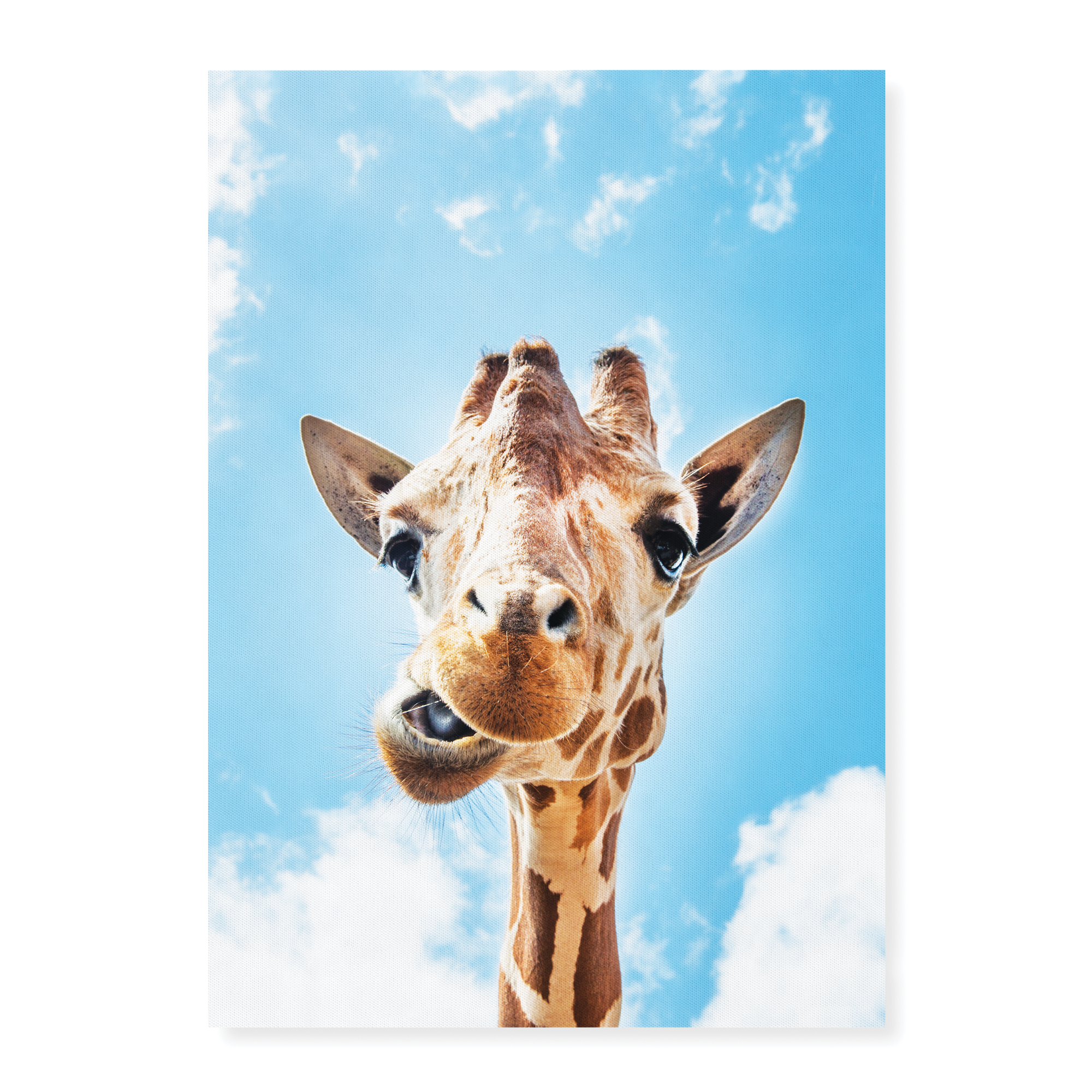 Photo - Art Prints