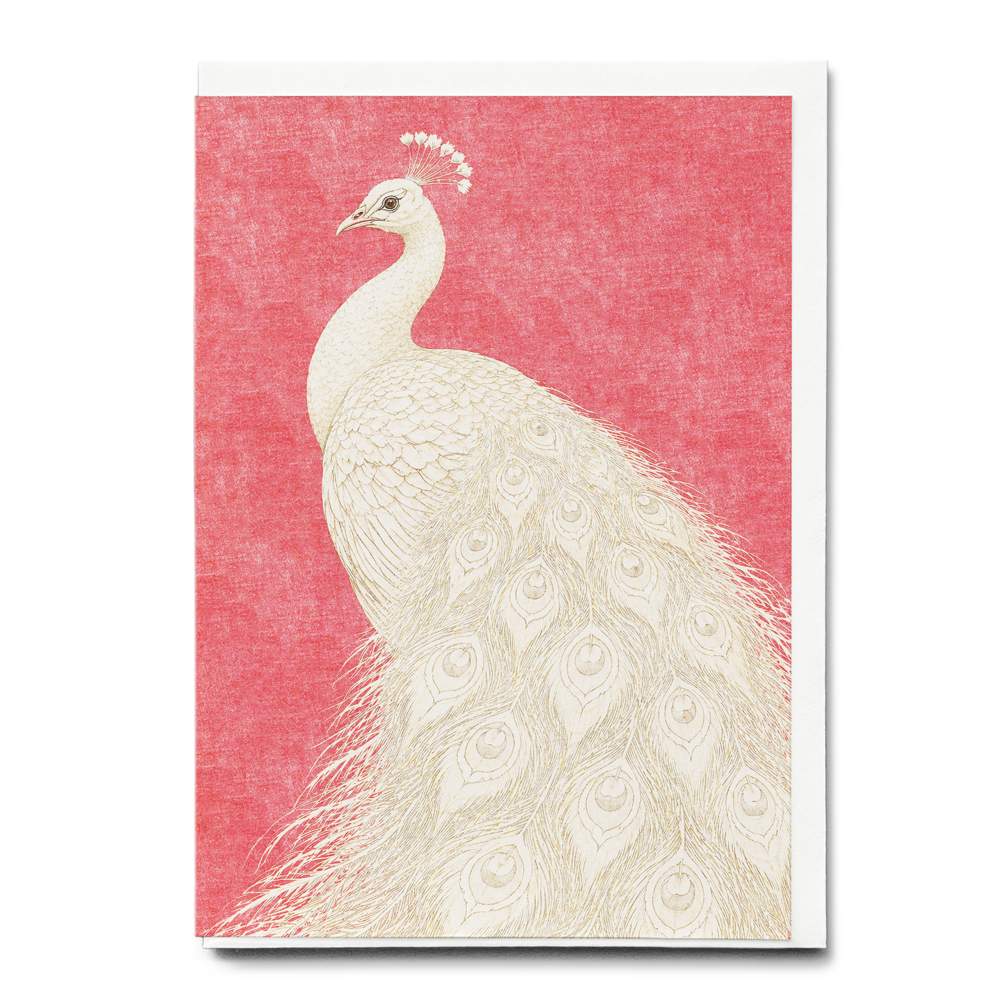 Majestic white peacock - Greeting Card