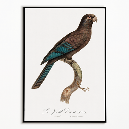 Black Parrot - Art Print