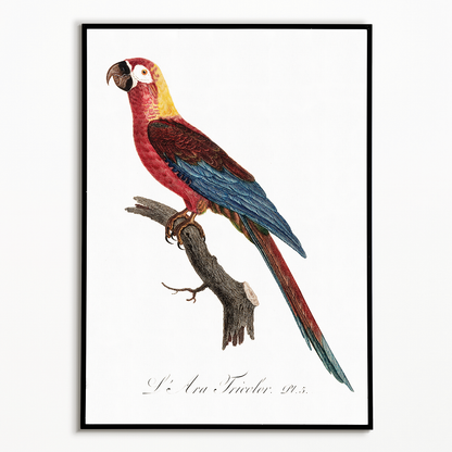 Cuban Macaw, Ara tricolor - Art Print