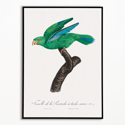 Marigold Parakeet, Female  - Art Print