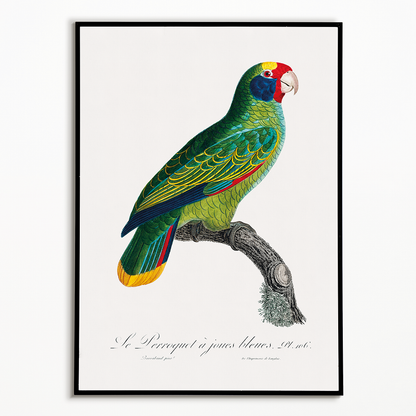 Red-and-Blue Amazon, Amazona caeruleocephala  - Art Print