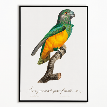 Senegal Parrot III - Art Print