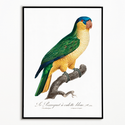 The Black-Lored Parrot, Tanygnathus gramineus  - Art Print