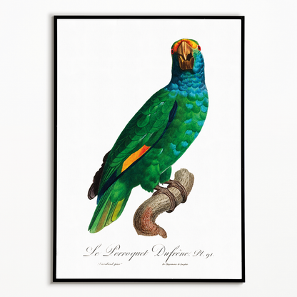 The Blue-Cheeked Amazon, Amazona dufresniana  - Art Print