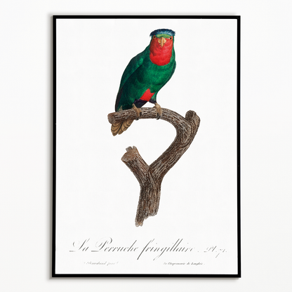 The blue-crowned lorikeet, Vini australis  - Art Print