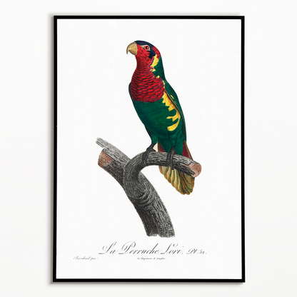 The Blue-Headed Lorikeet (Trichoglossus haematodus)   - Art Print