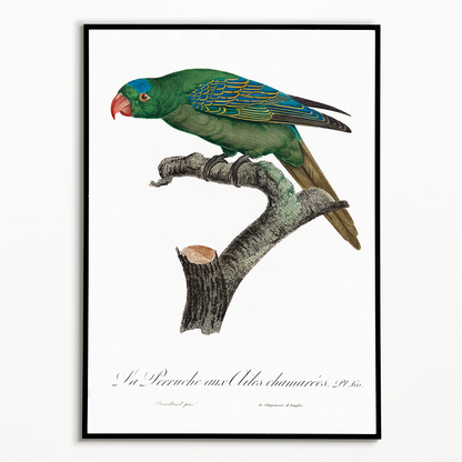 The Blue-Naped Parrot, Tanygnathus lucionensis  - Art Print